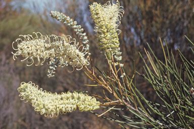 APII jpeg image of Grevillea pterosperma  © contact APII