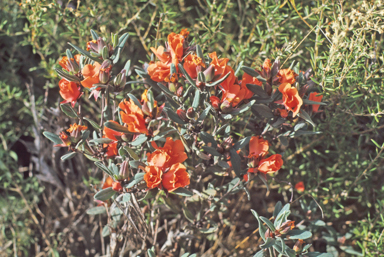 APII jpeg image of Hibbertia miniata  © contact APII