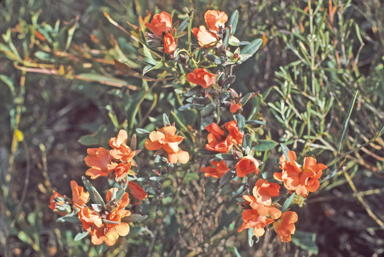 APII jpeg image of Hibbertia miniata  © contact APII