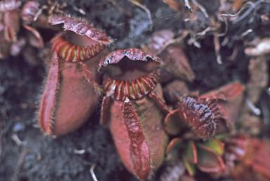 APII jpeg image of Cephalotus follicularis  © contact APII