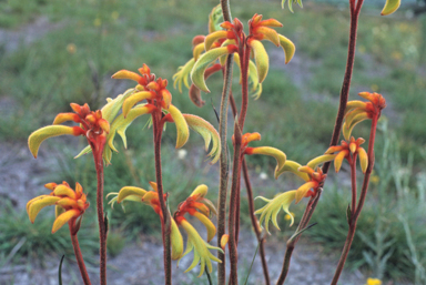 APII jpeg image of Anigozanthos preissii  © contact APII