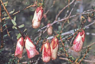 APII jpeg image of Darwinia macrostegia  © contact APII