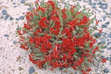 APII jpeg image of Lechenaultia formosa  © contact APII