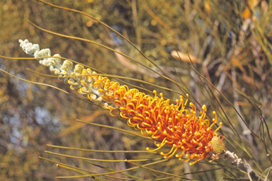 APII jpeg image of Grevillea excelsior  © contact APII