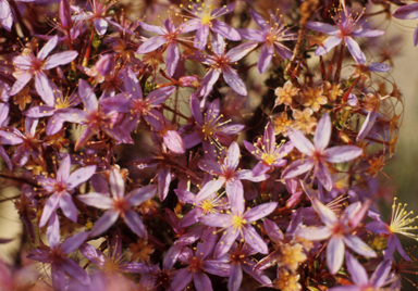 APII jpeg image of Calytrix  © contact APII