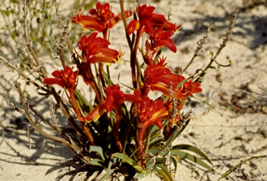 APII jpeg image of Anigozanthos humilis  © contact APII