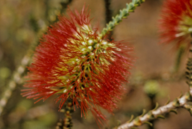 APII jpeg image of Beaufortia orbifolia  © contact APII