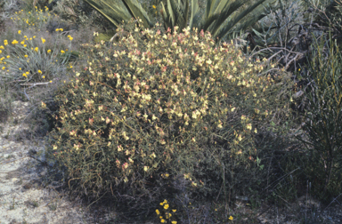 APII jpeg image of Lechenaultia linarioides  © contact APII