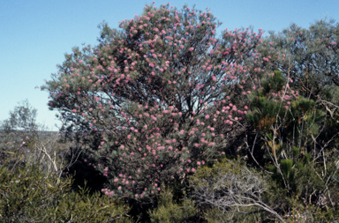 APII jpeg image of Melaleuca nematophylla  © contact APII