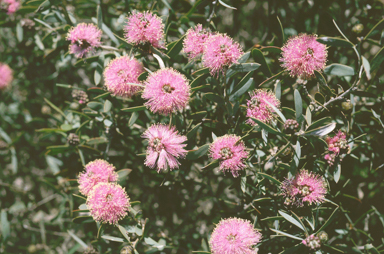 APII jpeg image of Melaleuca conothamnoides  © contact APII