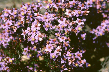 APII jpeg image of Calytrix eneabbensis  © contact APII