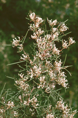 APII jpeg image of Hakea trifurcata  © contact APII