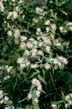 APII jpeg image of Hakea hastata  © contact APII