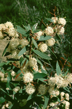 APII jpeg image of Hakea nitida  © contact APII