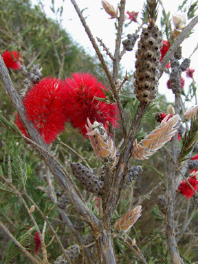 APII jpeg image of Melaleuca eximia  © contact APII