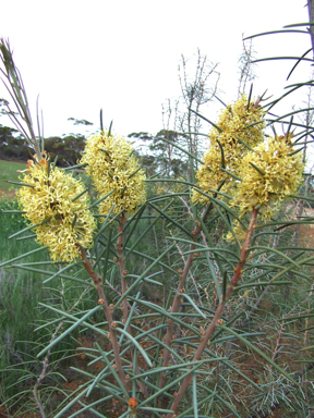 APII jpeg image of Hakea recurva subsp. recurva  © contact APII