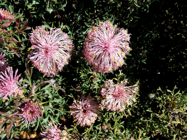 APII jpeg image of Isopogon dubius  © contact APII