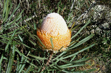 APII jpeg image of Banksia hookeriana  © contact APII