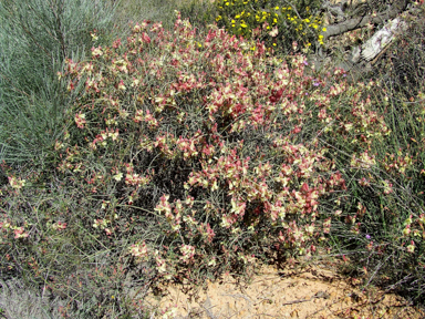 APII jpeg image of Lechenaultia linarioides  © contact APII