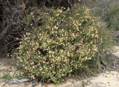 APII jpeg image of Lechenaultia linarioides  © contact APII