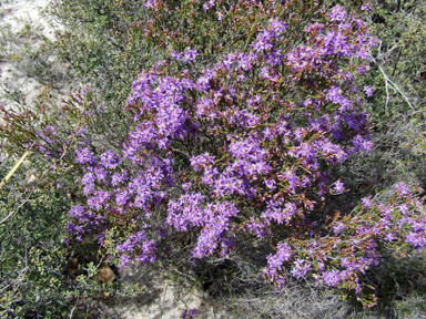 APII jpeg image of Calytrix  © contact APII