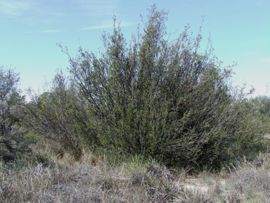 APII jpeg image of Banksia oligantha  © contact APII