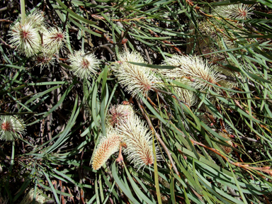 APII jpeg image of Hakea francisiana  © contact APII