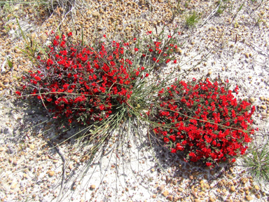 APII jpeg image of Lechenaultia formosa  © contact APII