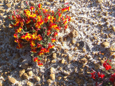 APII jpeg image of Lechenaultia formosa  © contact APII