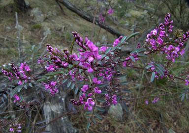 APII jpeg image of Indigofera australis subsp. australis  © contact APII