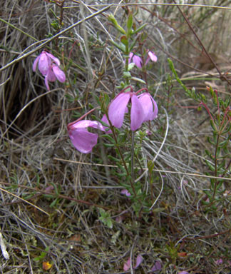 APII jpeg image of Tetratheca bauerifolia  © contact APII