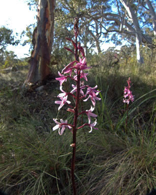 APII jpeg image of Dipodium roseum  © contact APII