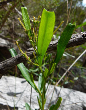 APII jpeg image of Dodonaea viscosa subsp. spatulata  © contact APII