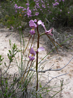 APII jpeg image of Diuris punctata  © contact APII