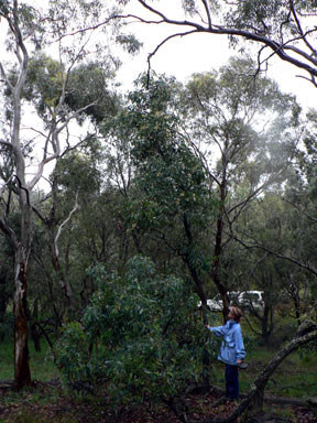 APII jpeg image of Acacia falcata  © contact APII