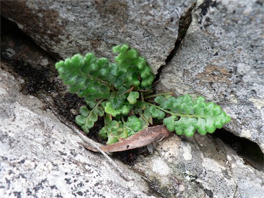 APII jpeg image of Pleurosorus rutifolius  © contact APII