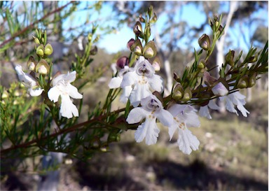 APII jpeg image of Prostanthera linearis  © contact APII