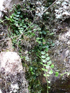 APII jpeg image of Asplenium flabellifolium  © contact APII