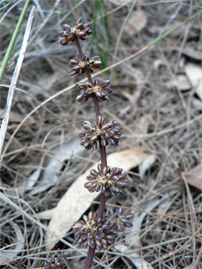 APII jpeg image of Lomandra multiflora subsp. multiflora  © contact APII