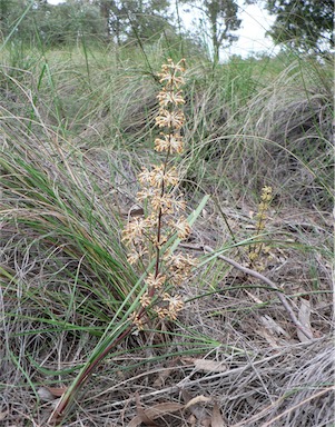 APII jpeg image of Lomandra multiflora subsp. multiflora  © contact APII