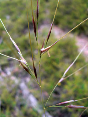 APII jpeg image of Austrostipa rudis subsp. rudis  © contact APII