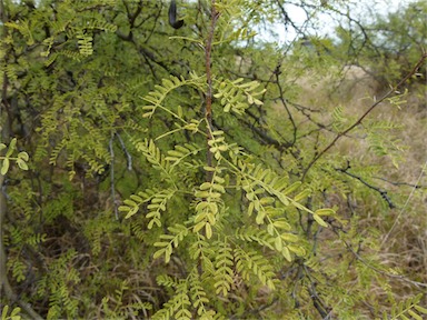 APII jpeg image of Vachellia farnesiana var. farnesiana  © contact APII