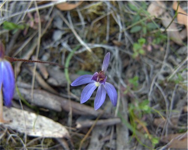 APII jpeg image of Caladenia caerulea  © contact APII