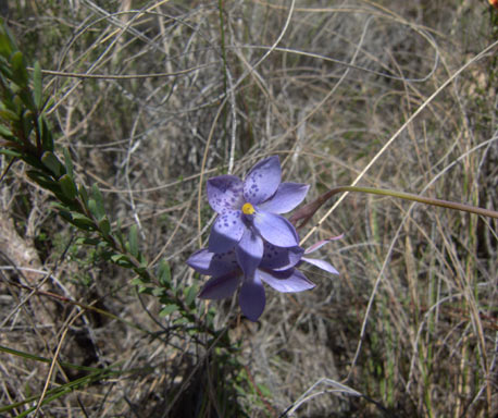 APII jpeg image of Thelymitra juncifolia  © contact APII