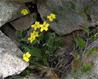 APII jpeg image of Goodenia hederacea subsp. hederacea  © contact APII