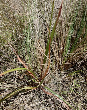 APII jpeg image of Luzula densiflora  © contact APII