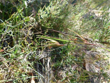 APII jpeg image of Themeda australis  © contact APII