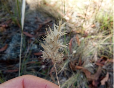 APII jpeg image of Rytidosperma monticola  © contact APII