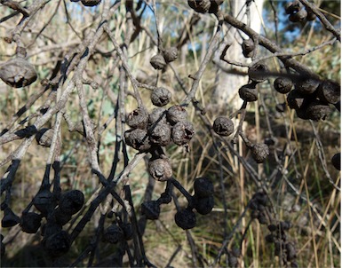 APII jpeg image of Eucalyptus macrorhyncha subsp. macrorhyncha  © contact APII