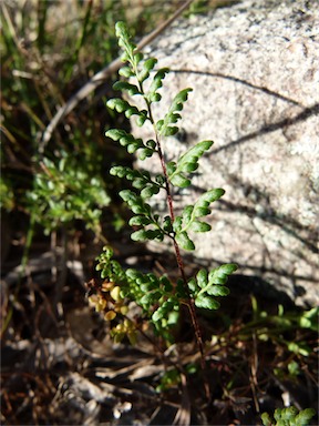 APII jpeg image of Cheilanthes sieberi subsp. sieberi  © contact APII